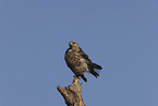 red-shouldered hawk