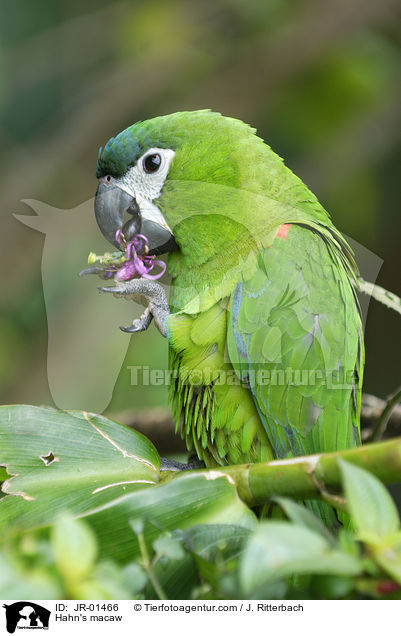 Hahn's macaw / JR-01466