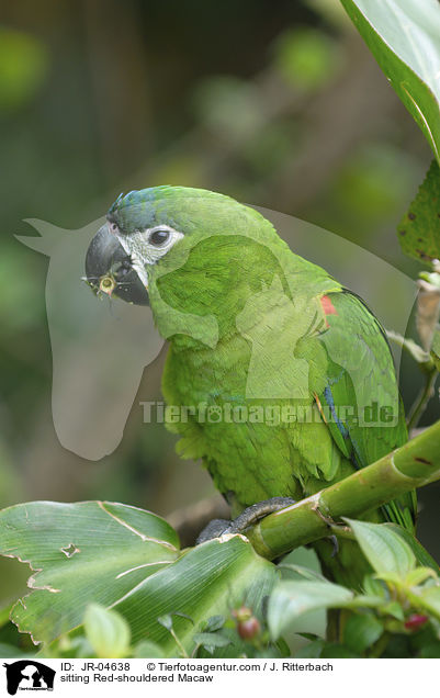 sitting Red-shouldered Macaw / JR-04638
