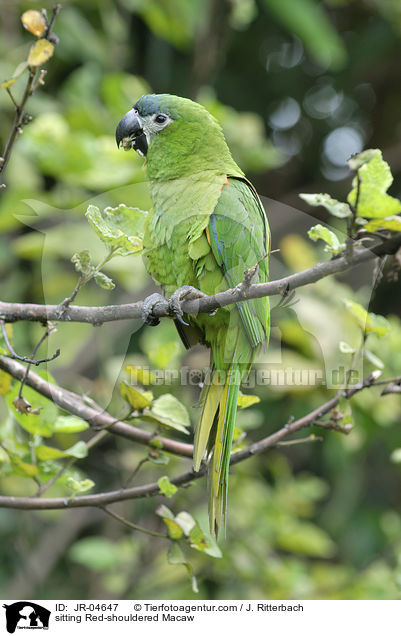 sitting Red-shouldered Macaw / JR-04647