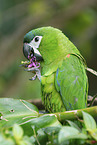 sitting Red-shouldered Macaw