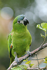 sitting Red-shouldered Macaw