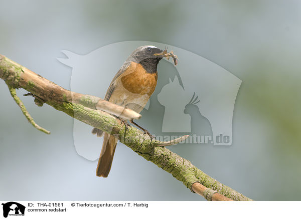 Gartenrotschwanz / common redstart / THA-01561