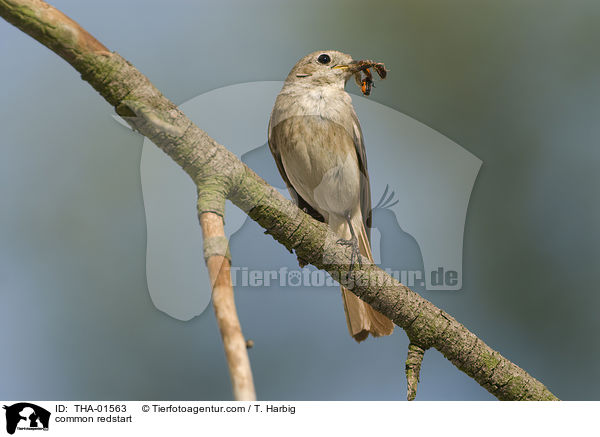 common redstart / THA-01563