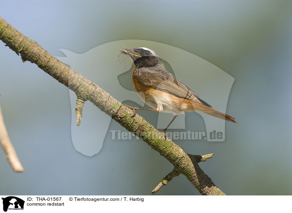 common redstart / THA-01567