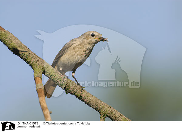 common redstart / THA-01572