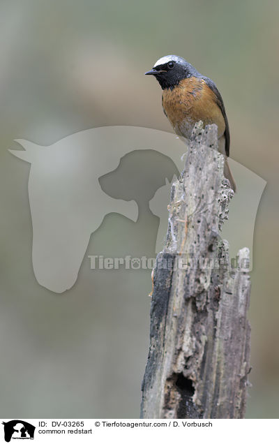 common redstart / DV-03265