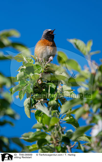 sitzender Gartenrotschwanz / sitting Redstart / THA-06689