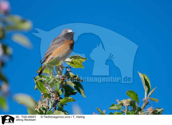 sitting Redstart / THA-06691