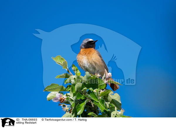sitting Redstart / THA-06693
