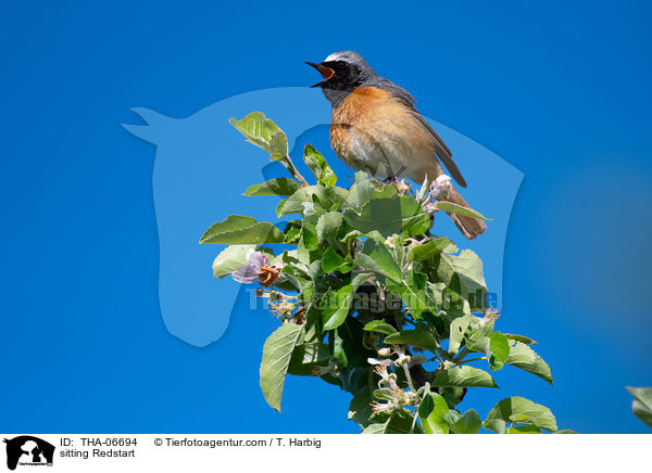 sitzender Gartenrotschwanz / sitting Redstart / THA-06694
