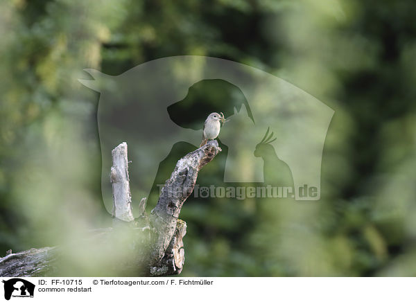 common redstart / FF-10715