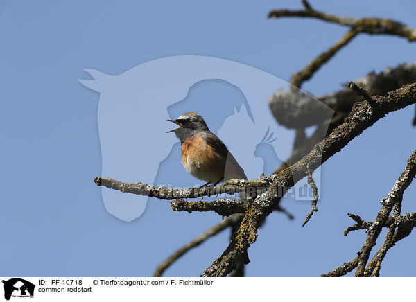 common redstart / FF-10718