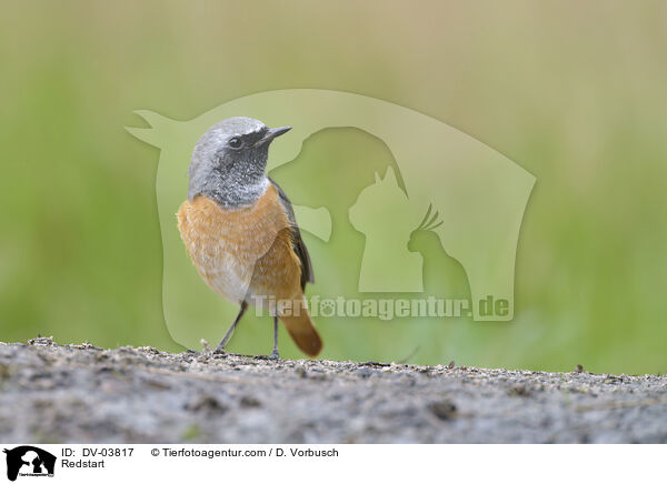 Redstart / DV-03817