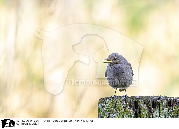 Gartenrotschwanz / common redstart / MAW-01264