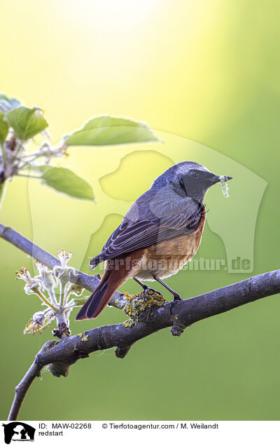 Gartenrotschwanz / redstart / MAW-02268