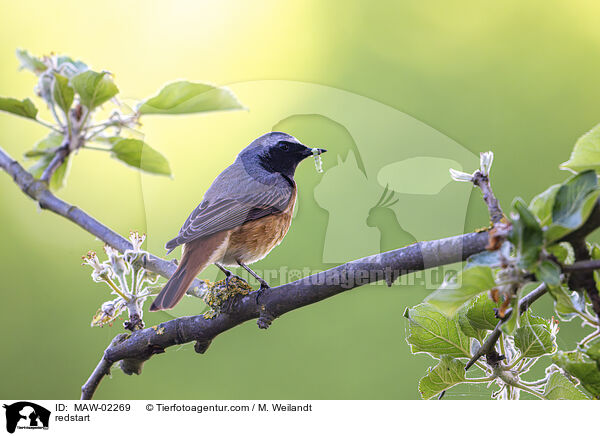 redstart / MAW-02269