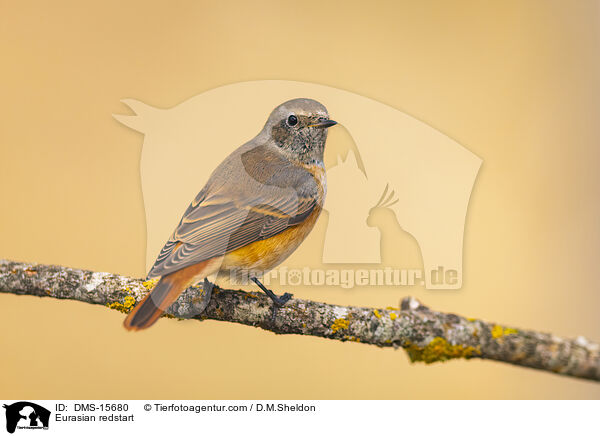 Gartenrotschwanz / Eurasian redstart / DMS-15680