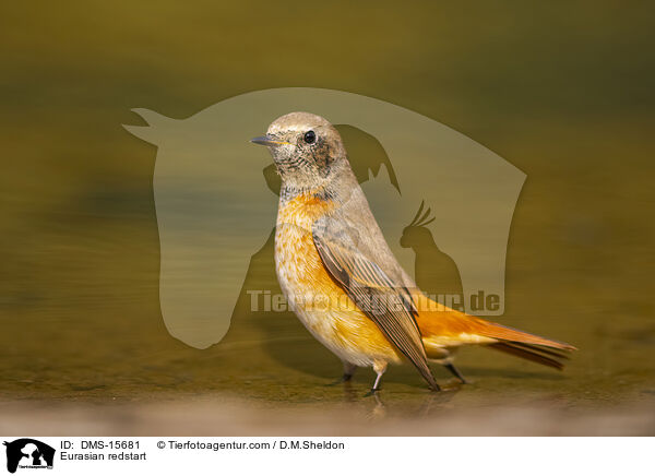 Gartenrotschwanz / Eurasian redstart / DMS-15681