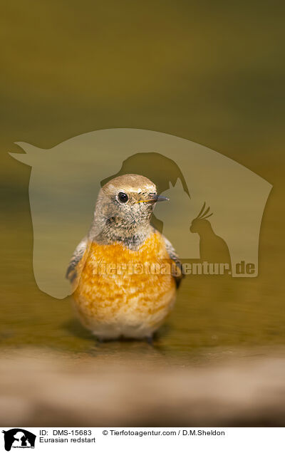Gartenrotschwanz / Eurasian redstart / DMS-15683