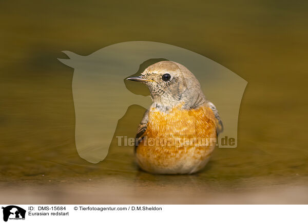 Gartenrotschwanz / Eurasian redstart / DMS-15684