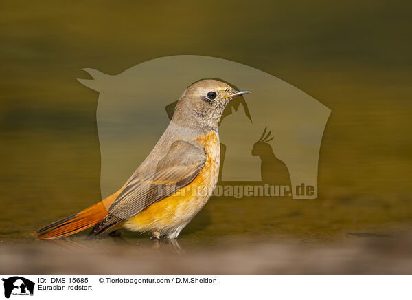 Gartenrotschwanz / Eurasian redstart / DMS-15685