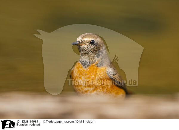 Gartenrotschwanz / Eurasian redstart / DMS-15687