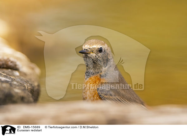 Gartenrotschwanz / Eurasian redstart / DMS-15689