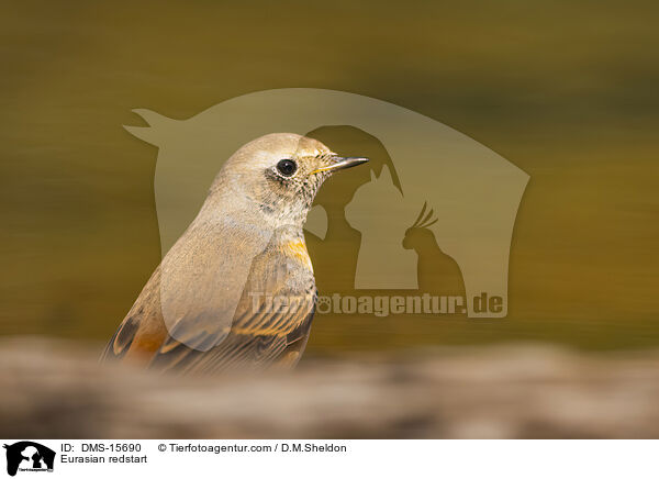 Gartenrotschwanz / Eurasian redstart / DMS-15690