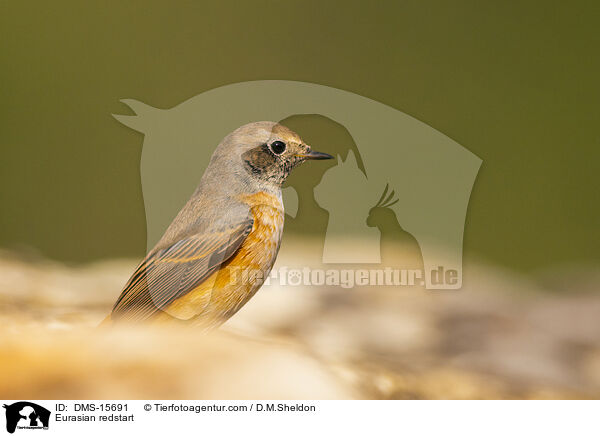 Gartenrotschwanz / Eurasian redstart / DMS-15691
