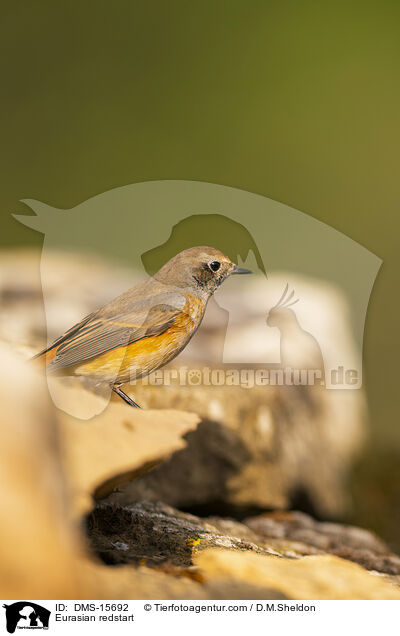 Gartenrotschwanz / Eurasian redstart / DMS-15692