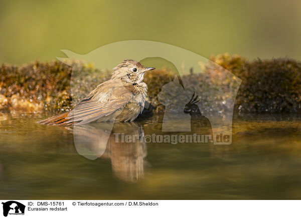 Gartenrotschwanz / Eurasian redstart / DMS-15761