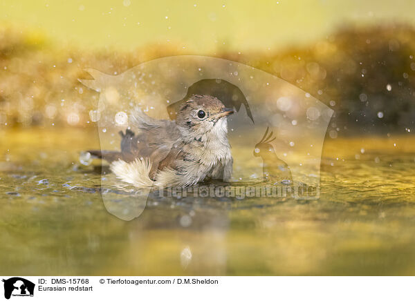 Gartenrotschwanz / Eurasian redstart / DMS-15768