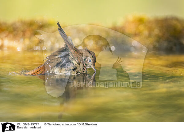 Gartenrotschwanz / Eurasian redstart / DMS-15771