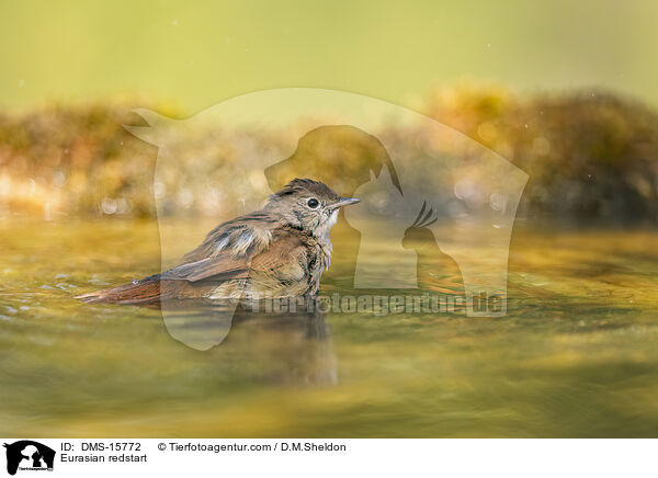 Gartenrotschwanz / Eurasian redstart / DMS-15772