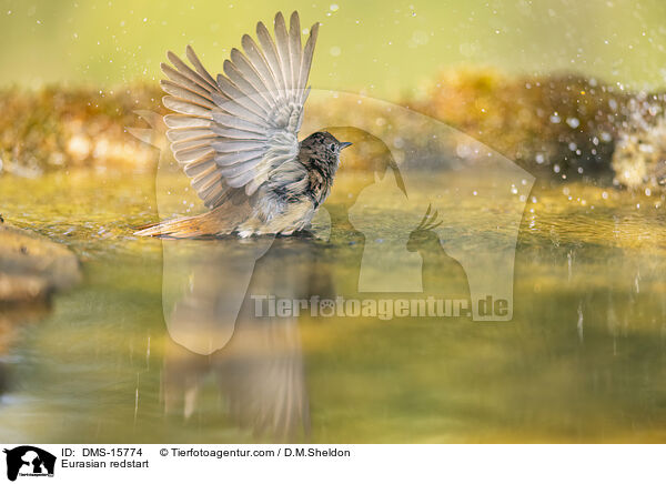 Gartenrotschwanz / Eurasian redstart / DMS-15774