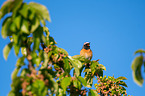 sitting Redstart