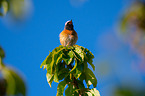 sitting Redstart