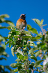 sitting Redstart