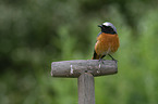 common redstart