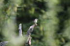 common redstart