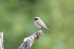 common redstart