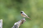 common redstart