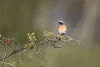 common redstart