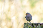 common redstart