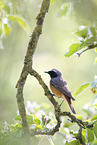 redstart