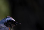 redstart