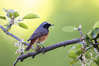 redstart