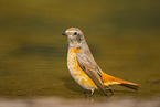 Eurasian redstart