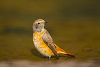 Eurasian redstart
